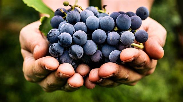 Τα σταφύλια ωφελούν την όραση των ηλικιωμένων [μελέτη]
