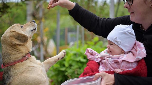 Ανθρώπινες τροφές που μπορεί να φάει ο σκύλος