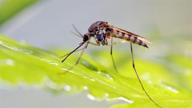 Ενας ακόμη θάνατος από ιό του Δυτικού Νείλου