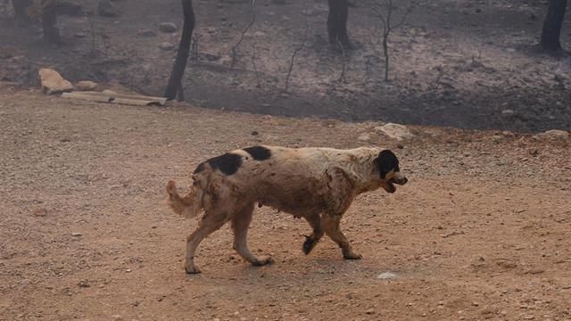 Η MSD Animal Health στηρίζει το έργο της Εθελοντικής Δράσης Κτηνιάτρων Ελλάδας