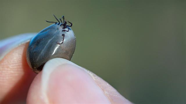 ECDC: Ιός αιμορραγικού πυρετού σε τσιμπούρια στη νότια Γαλλία - Ο κίνδυνος για τον άνθρωπο