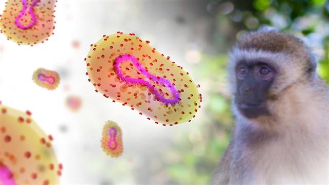 4 νόσοι που προέρχονται από τα ζώα θα μπορούσαν να σκοτώσουν δωδεκαπλάσιους ανθρώπους το 2050