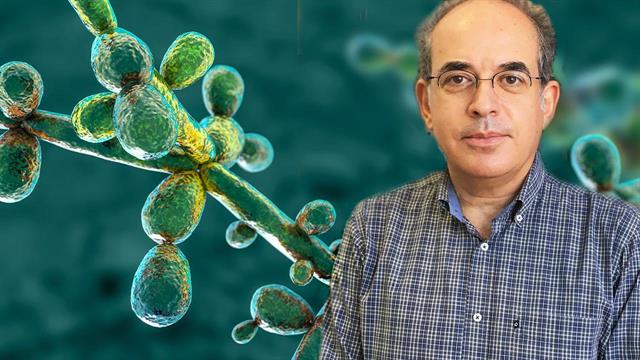 Candida Auris: 110 απομονώσεις σε έναν χρόνο στη Θεσσαλονίκη