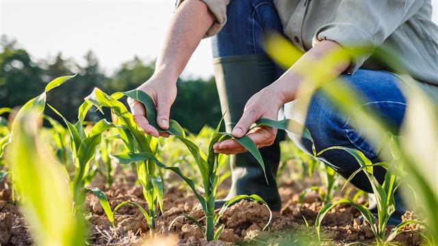 COP28: Ανακοινώθηκε σημαντική συμφωνία για βιώσιμη γεωργία και τρόφιμα