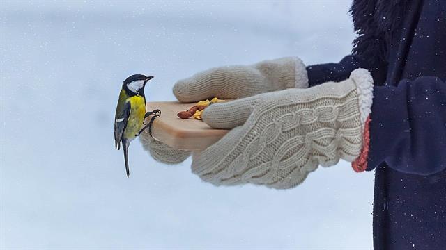 Το τάισμα πουλιών ενισχύει την ευεξία του ανθρώπου