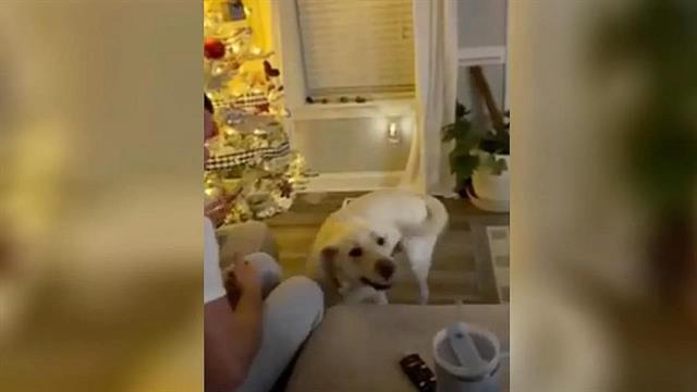 Σκύλος υπηρεσίας ειδοποίησε γονείς για επείγουσα ιατρική κατάσταση της κόρης τους