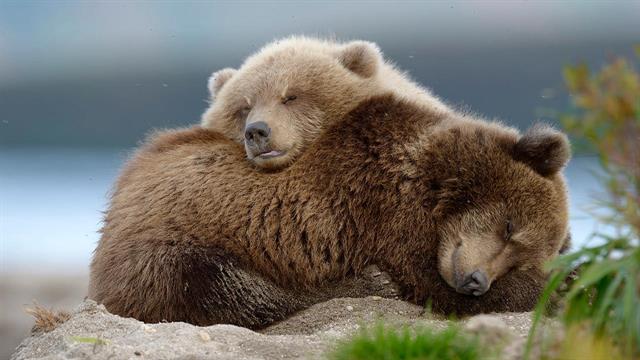 Μπορεί η χειμερία νάρκη της αρκούδας να οδηγήσει σε καλύτερη υγεία του ανθρώπου;