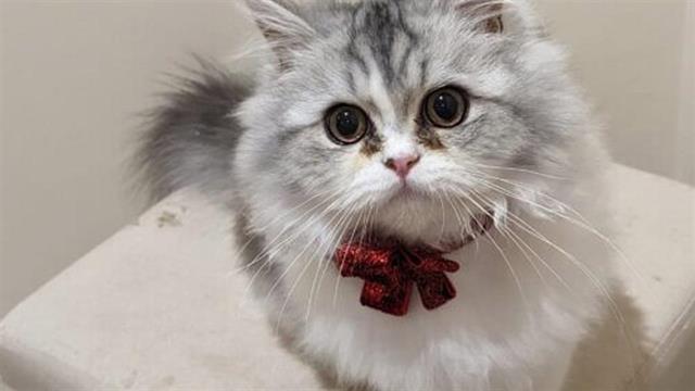 Γάτα εντοπίζει τις επιληπτικές κρίσεις της κατόχου της 8 ώρες νωρίτερα!