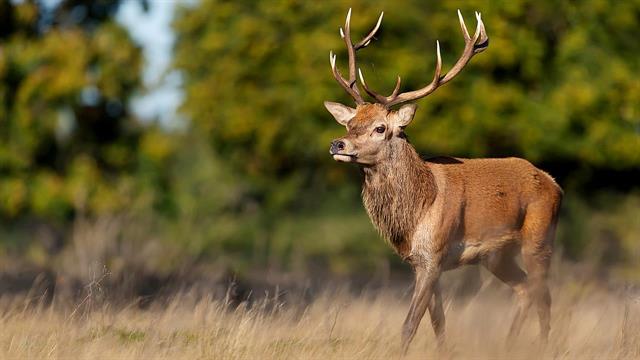 Πάρκα για την προστασία των χιλιάδων ελαφιών της Ρόδου