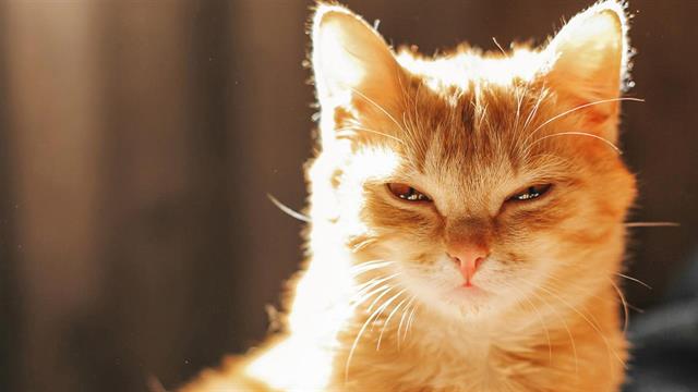 Οι πιο συχνές ασθένειες που μπορεί να κολλήσει μια γάτα