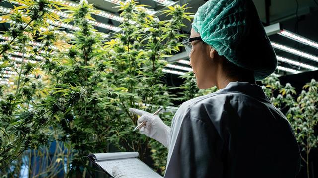 Αποτελεσματική η φαρμακευτική κάνναβη κατά της χρόνιας κατάθλιψης [μελέτη]