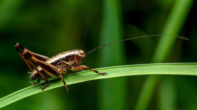 Εργοστάσιο παράγει αλεύρι από έντομα στην Ιταλία