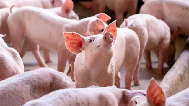 ECDC: Πιθανό κρούσμα γρίπης χοίρων σε άνθρωπο στην Ισπανία - Ποιος είναι ο βαθμός κινδύνου