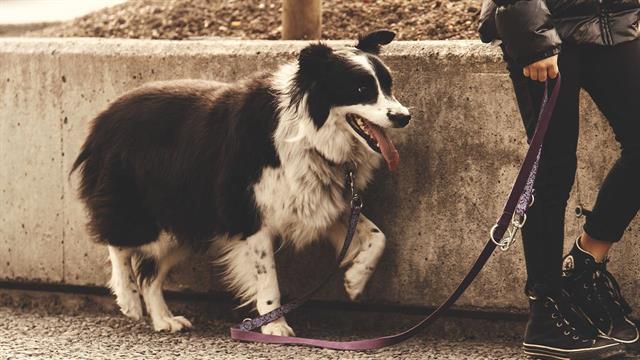 Πόσο επικίνδυνα για την υγεία είναι τα περιττώματα των κατοικίδιων