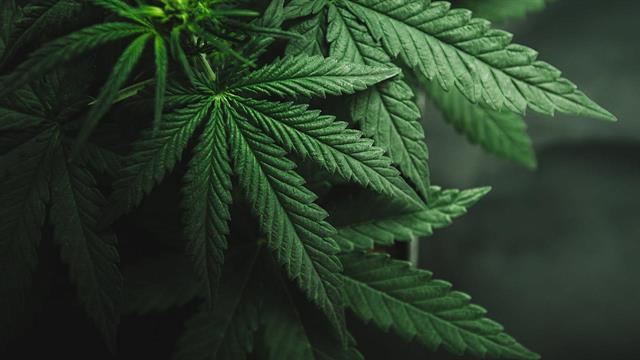 Η συχνή χρήση μαριχουάνας αυξάνει τον κίνδυνο καρδιακής προσβολής και εγκεφαλικού [μελέτη]