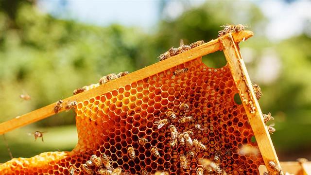 Πόσο ευάλωτες είναι οι μέλισσες στην κλιματική αλλαγή - Τι δείχνει μελέτη που έγινε στη Λέσβο
