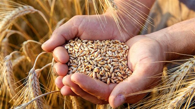 Αλλεργία στο σιτάρι: Όσα πρέπει να γνωρίζετε