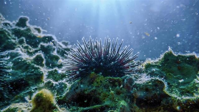 Ποια ζώα κινδυνεύουν με εξαφάνιση λόγω κλιματικής αλλαγής