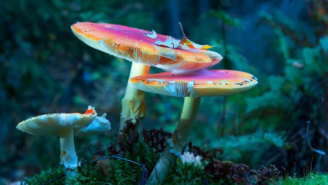 Ελπίδες για θεραπεία της κατάθλιψης και του αλκοολισμού με LSD;