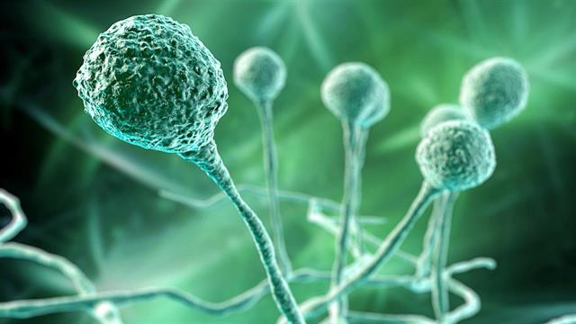 Μύκητες σε υφάσματα, ψωμί και τροφές  προκαλούν λοιμώξεις του αναπνευστικού