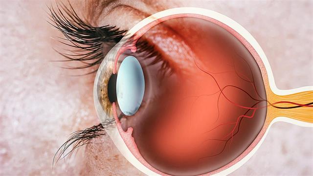 Εντοπίστηκε πρωτεΐνη που διεγείρει την αναγέννηση του κατεστραμμένου οπτικού νεύρου