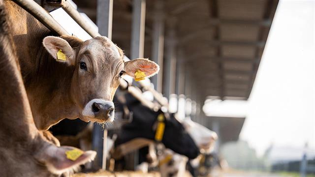 ΗΠΑ: Ανιχνεύθηκε γρίπη των πτηνών σε αγελάδες
