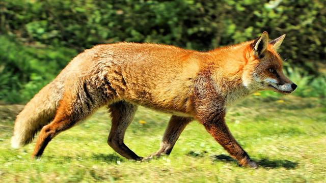 Κ. Μακεδονία: Ξεκινά το εαρινό πρόγραμμα ρίψης εμβολίων κατά της λύσσας