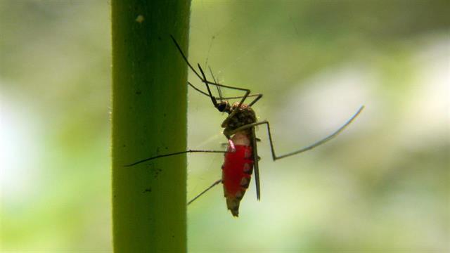 Τριπλασιασμός των θανάτων από δάγκειο πυρετό στο Περού