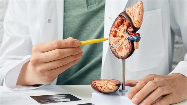 Εντοπίστηκαν 50 νέες περιοχές του γονιδιώματος που συνδέονται με κίνδυνο εμφάνισης καρκίνου στα νεφρά