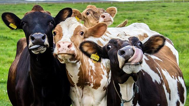 ΠΟΥ: Κίνδυνος μετάδοσης του ιού H5N1 της γρίπης των πτηνών και σε αγελάδες εκτός ΗΠΑ