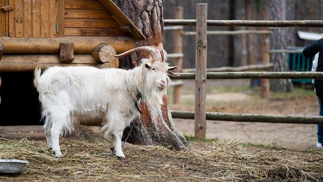 Λαμία: Νεκρή γυναίκα που είχε χτυπηθεί από τράγο - Η λοίμωξη που της στοίχισε τη ζωή