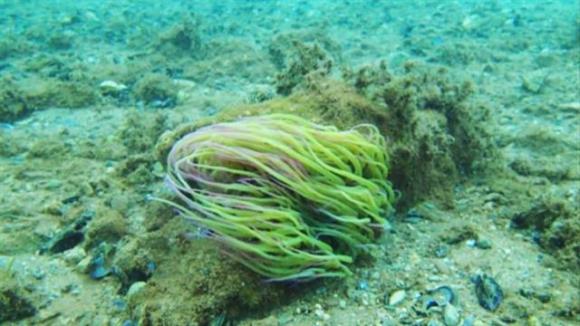 Ναύπλιο: Θαλάσσιες ανεμώνες χτύπησαν κολυμβητές - Προκαλούν δερματικά εκζέματα