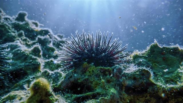 Το παράσιτο που προκαλεί τον αφανισμό των αχινών