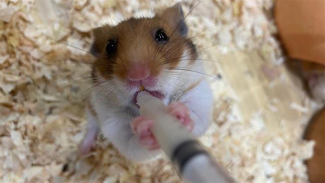 Γρίπη των πτηνών: Ωμό γάλα που περιείχε τον ιό μόλυνε ποντικούς [μελέτη]