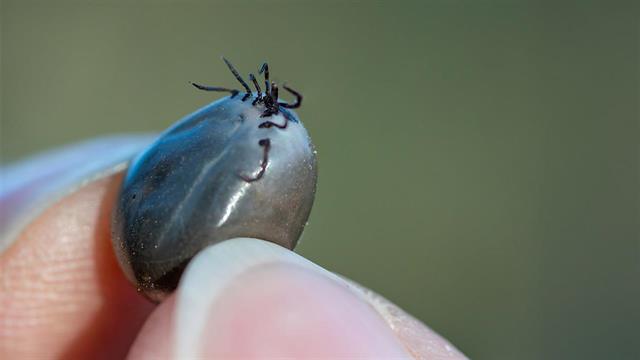 Τεράστιο τσιμπούρι εξαπλώνεται στη βόρεια Ιταλία - Υπάρχει και στην Ελλάδα