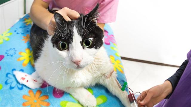 Πώς να ηρεμήσω το κατοικίδιό μου πριν τον κτηνίατρο