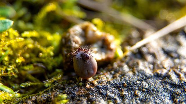 Εγκεφαλίτιδα από τσιμπούρια: Αναγκαίος ο εμβολιασμός πριν από τα ταξίδια