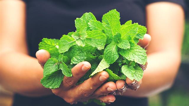 Μπορεί η μενθόλη να βοηθήσει στη νόσο Alzheimer ;