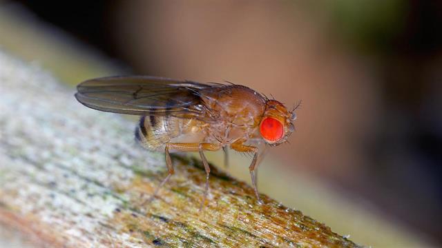 Βιοκτόνο από φλούδα πορτοκαλιού απωθεί την μύγα του ξυδιού προστατεύοντας τα φρούτα
