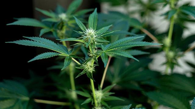 Covid-19: Η χρήση κάνναβης αυξάνει τις πιθανότητες σοβαρής νόσησης [μελέτη]