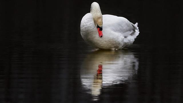 Ο ΕΟΔΥ για την παγκόσμια απειλή από τη γρίπη των πτηνών