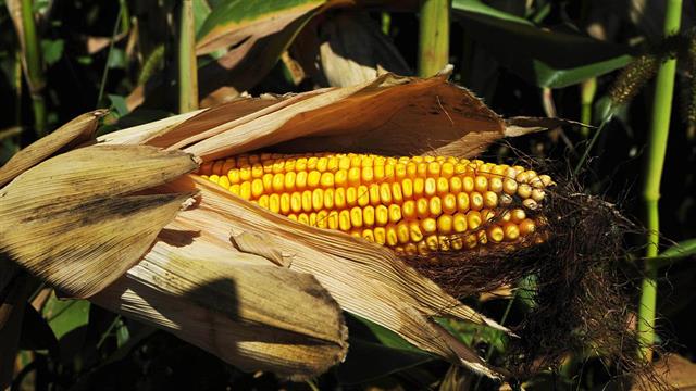 Η Κομισιόν ενέκρινε γενετικώς τροποποιημένες ποικιλίες αραβοσίτου για χρήση σε τρόφιμα και ζωοτροφές