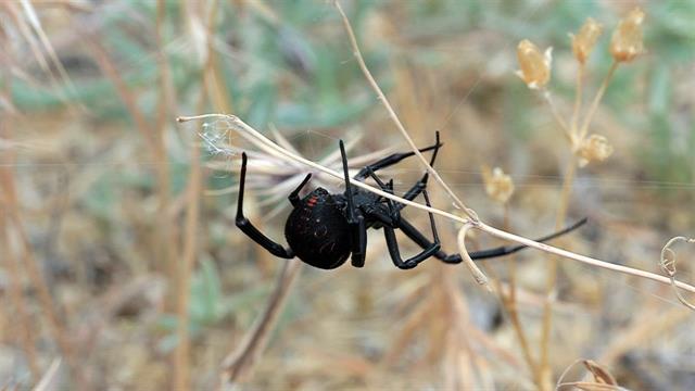 Αντισώματα  κατά του δηλητηρίου της μαύρης χήρας