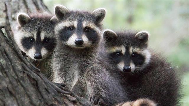 Η γρίπη των πτηνών μεταδίδεται τώρα μεταξύ διαφόρων ειδών θηλαστικών [μελέτη]