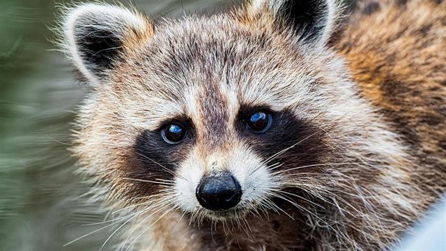 Κολλήσαμε κορωνοϊό τα άγρια ζώα!