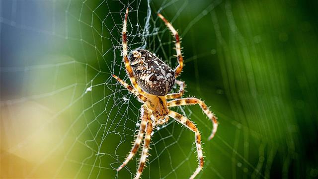 Σοκ από τον θάνατο άνδρα από τσίμπημα καφέ αράχνης