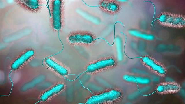 ECDC: 53 κρούσματα λεγιονέλλωσης στην Ιταλία τον Αύγουστο - 4 θάνατοι