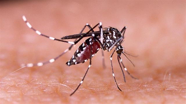 Ασθενής πέθανε στις ΗΠΑ από σπάνια ασθένεια που μεταδίδουν τα κουνούπια