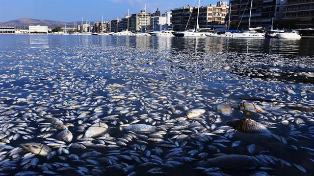 Γιατί πλημμύρισε η Μαγνησία με νεκρά ψάρια - Τα ζητήματα Δημόσιας Υγείας