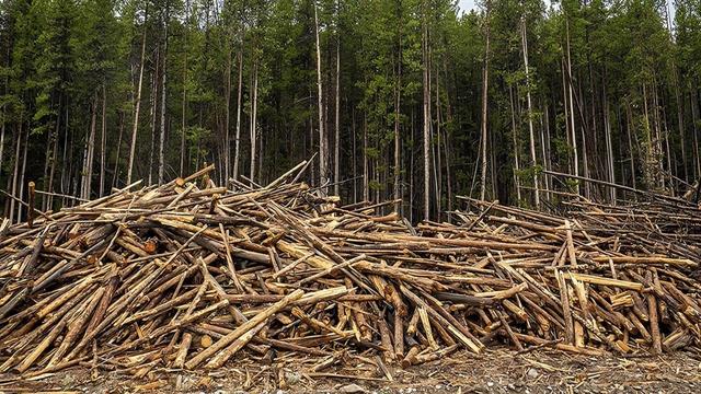 Αμαζόνιος: Η αποψίλωση των δασών αυξάνει τον κίνδυνο ελονοσίας